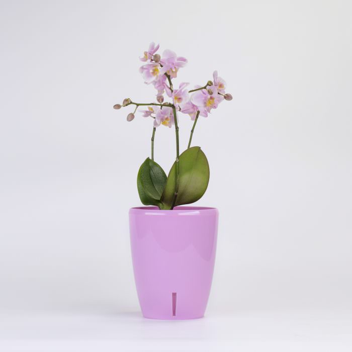 Горшок для орхидеи - с системой фитильного автополива ORCHIDEA TWIN лаванда 2л-4